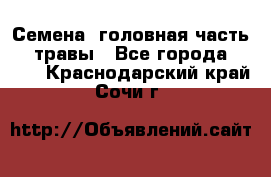 Семена (головная часть))) травы - Все города  »    . Краснодарский край,Сочи г.